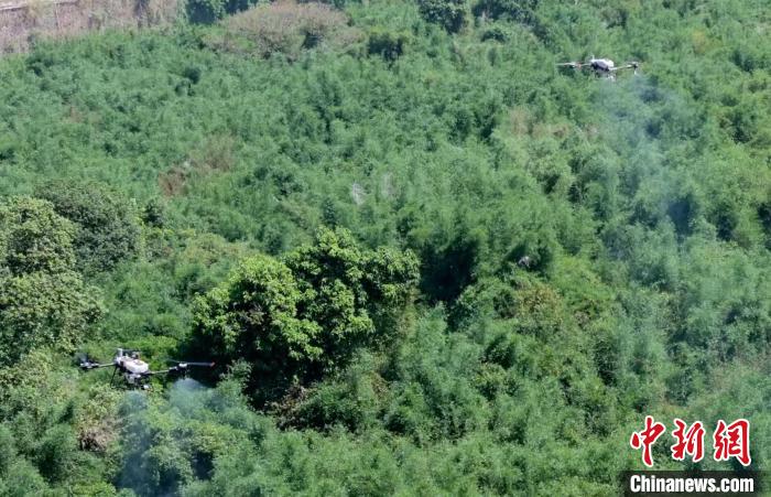 2021年以来广东累计减少松材线虫病发生面积超百万亩