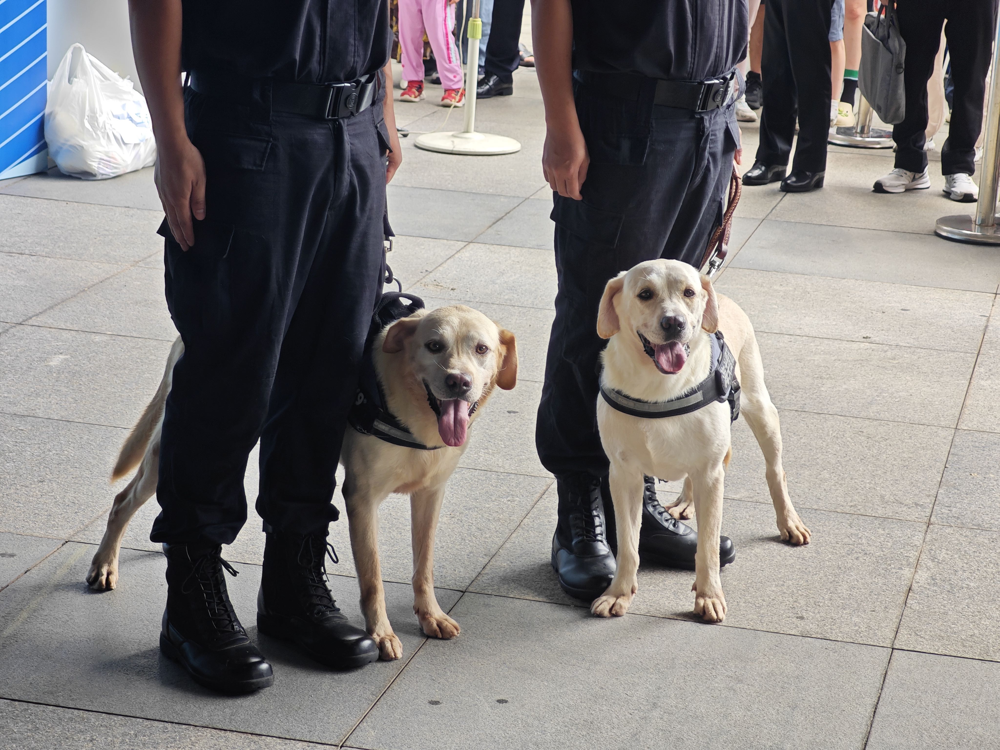 广州海关缉毒“汪汪队”亮相显身手 卡尔和莱尔。人民网 朴馨语摄