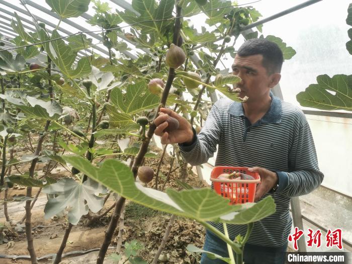 (走进中国乡村)新疆西部有条“无花果风情街”