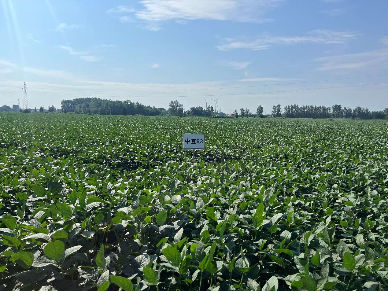 中国农科院油料所新品种新技术助力大豆增产增收