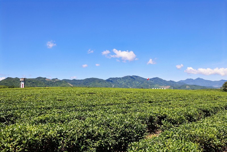 白沙：茶旅融合绘新篇 生态绿韵满黎乡