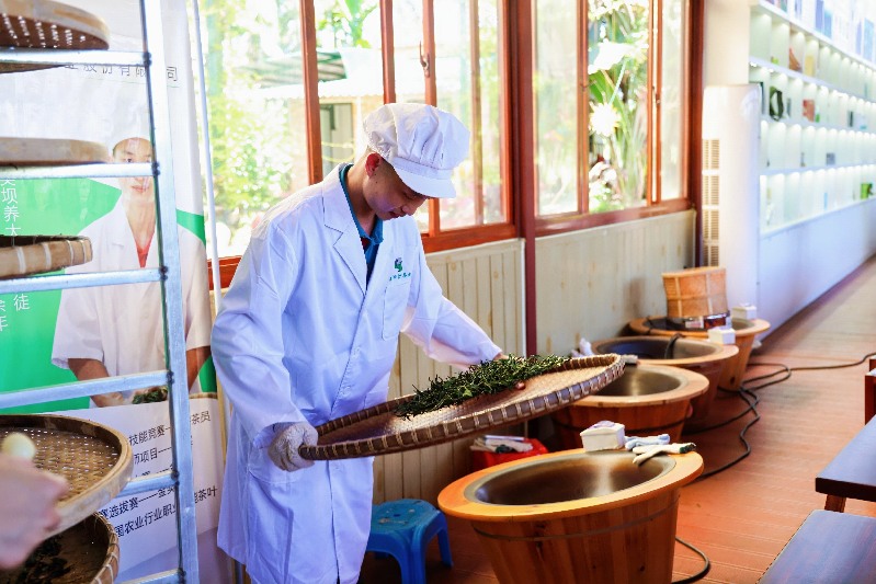 白沙：茶旅融合绘新篇 生态绿韵满黎乡