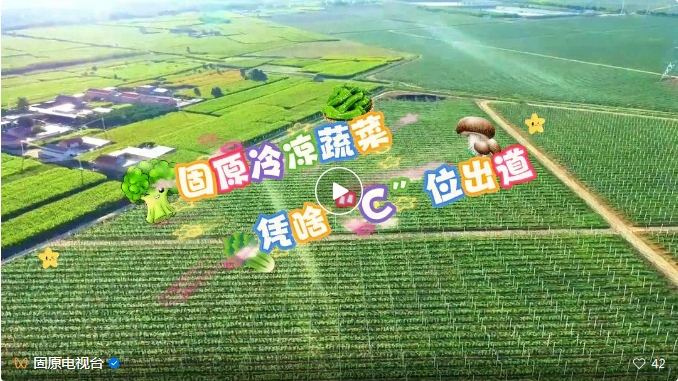 固原冷凉蔬菜，凭啥“C”位出道