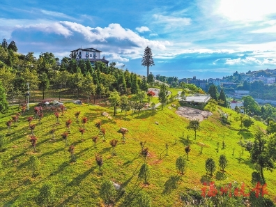 鼓岭29500平方米中美青年友谊林即将迎客