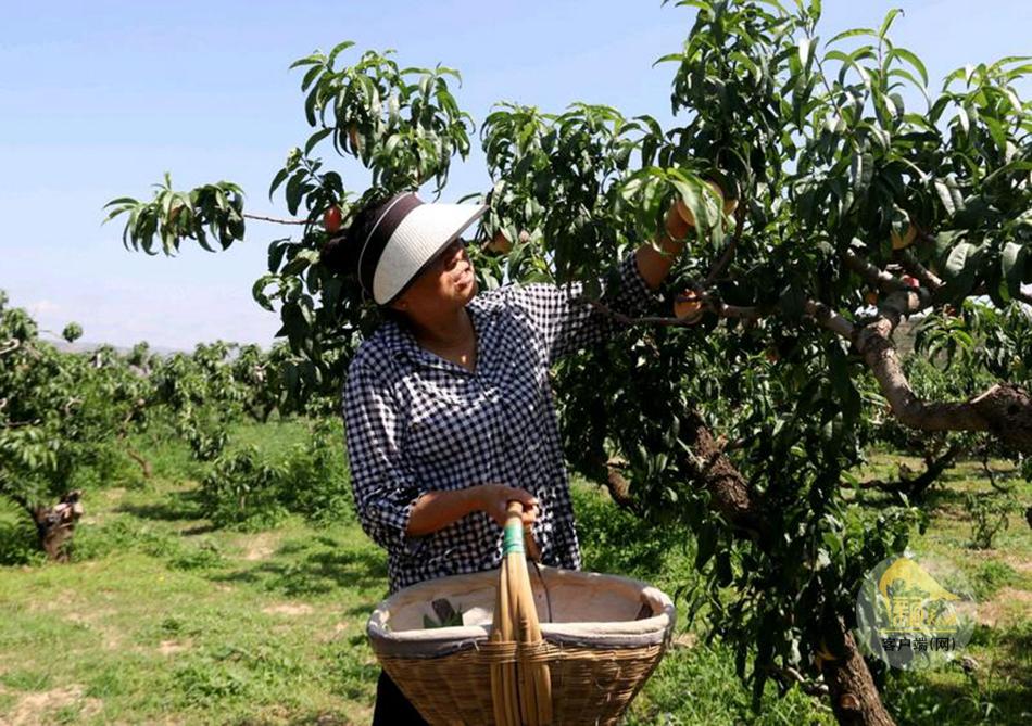 秦安县刘坪镇：盛夏蜜桃丰收季 多维发力助热销