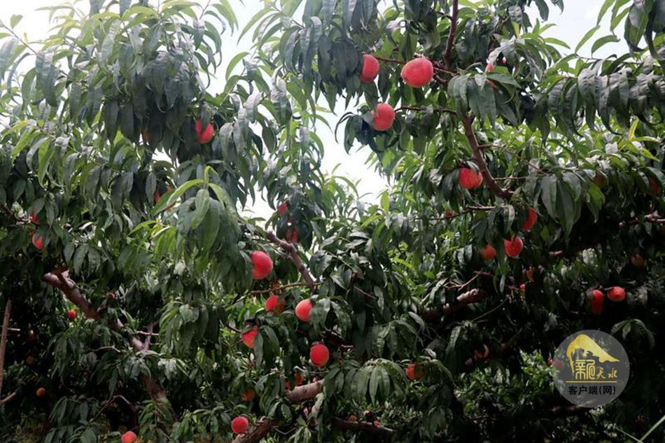 秦安县刘坪镇：盛夏蜜桃丰收季 多维发力助热销