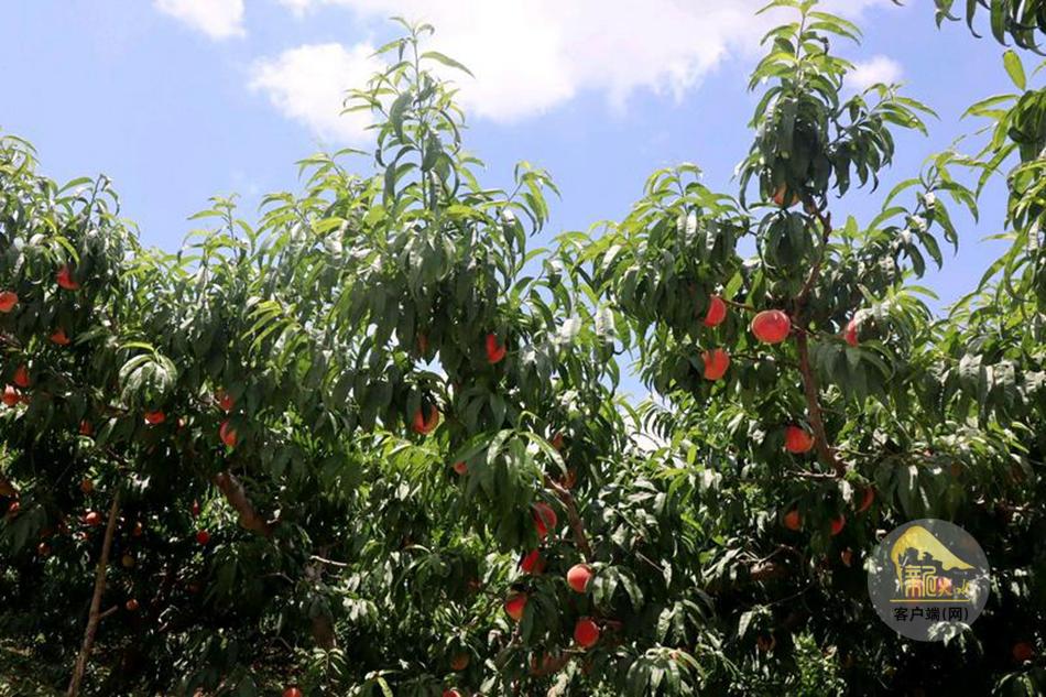 秦安县刘坪镇：盛夏蜜桃丰收季 多维发力助热销