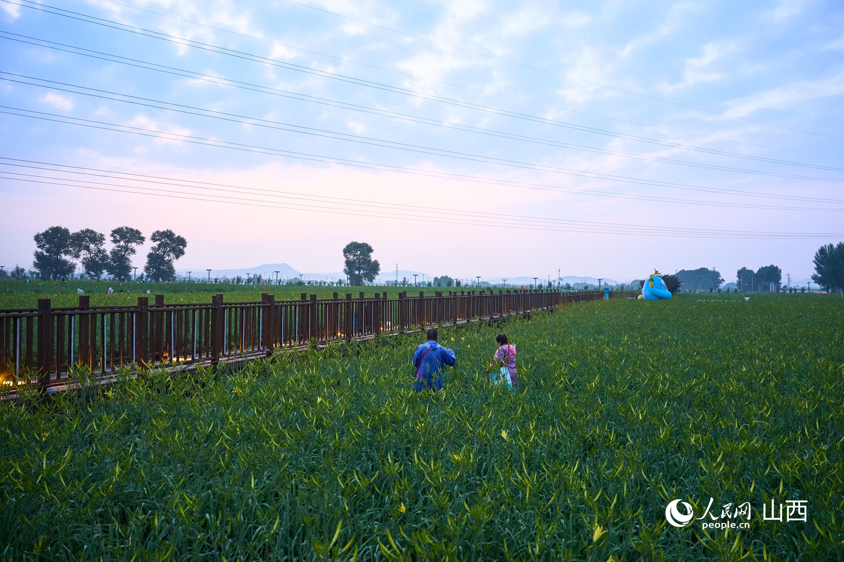 黄花种植基地。