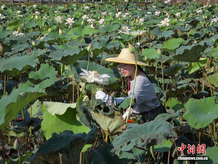 港澳大学生逐浪海南自贸港:古村烹乡味 椰林话琼韵