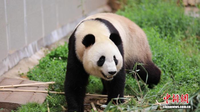 陕西汉中:朱鹮县城筑巢见证人与自然共生新图景