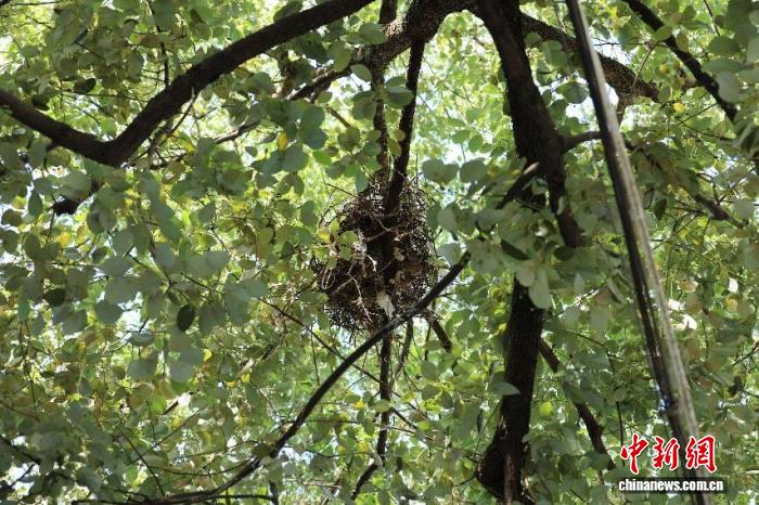 陕西汉中:朱鹮县城筑巢见证人与自然共生新图景