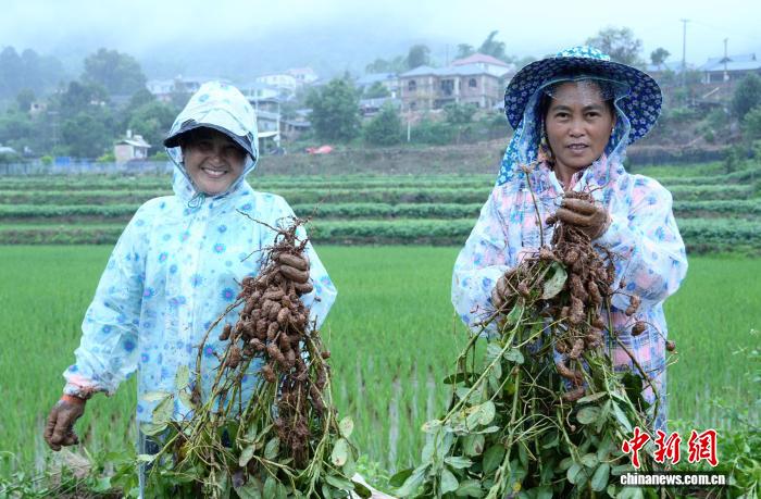 云南孟连花花生迎丰收季 为乡村振兴注入新动能