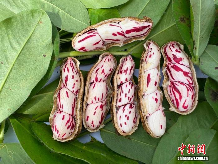 云南孟连花花生迎丰收季 为乡村振兴注入新动能