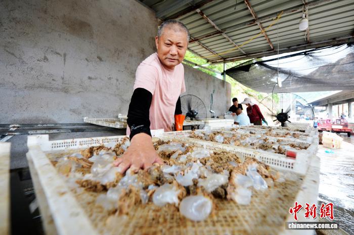山东青岛：海蜇特色村捕捞加工忙
