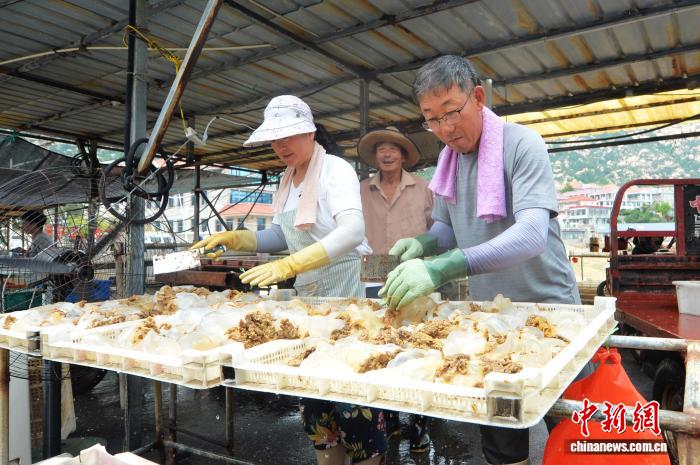 山东青岛：海蜇特色村捕捞加工忙