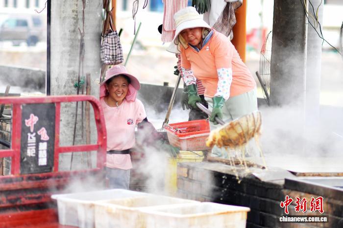 山东青岛：海蜇特色村捕捞加工忙