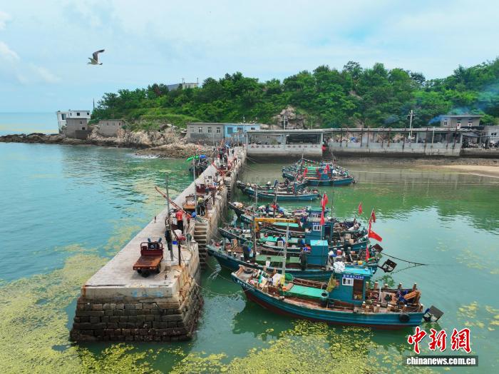 山东青岛：海蜇特色村捕捞加工忙