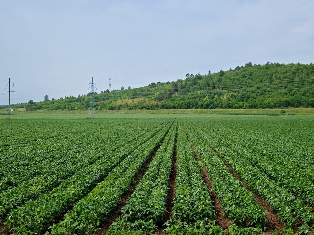 黑土地上的“绿色明珠”——黑龙江农业绿色发展典型群像观察