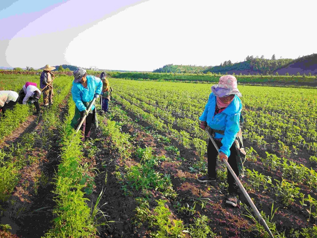 黑土地上的“绿色明珠”——黑龙江农业绿色发展典型群像观察