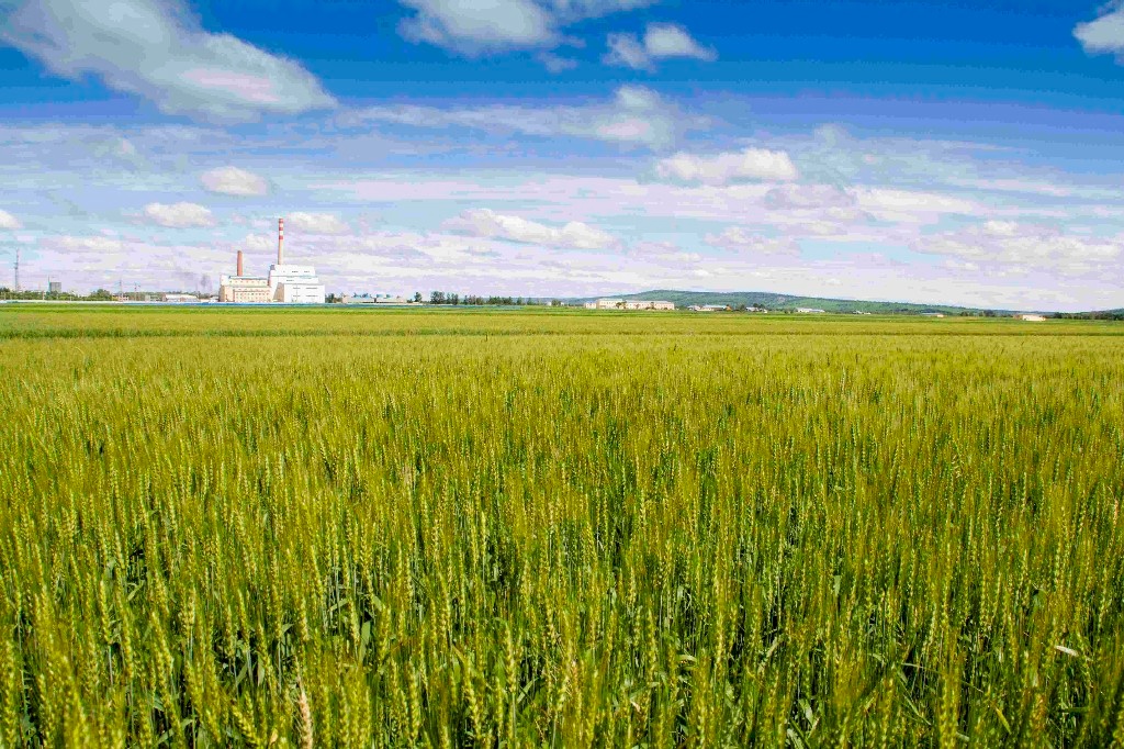 黑土地上的“绿色明珠”——黑龙江农业绿色发展典型群像观察