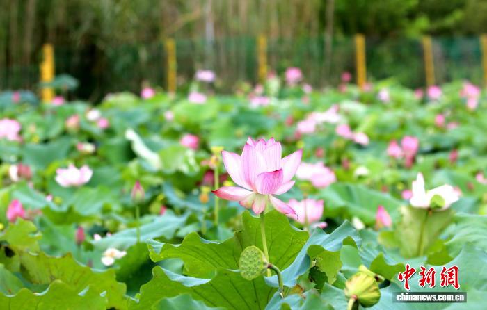 江西彭泽荷花绽放莲蓬丰收 美丽经济助力乡村振兴 江西彭泽荷花绽放莲蓬丰收 美丽经济助力乡村振兴