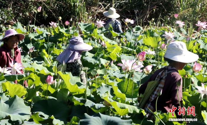 江西彭泽荷花绽放莲蓬丰收 美丽经济助力乡村振兴 江西彭泽荷花绽放莲蓬丰收 美丽经济助力乡村振兴