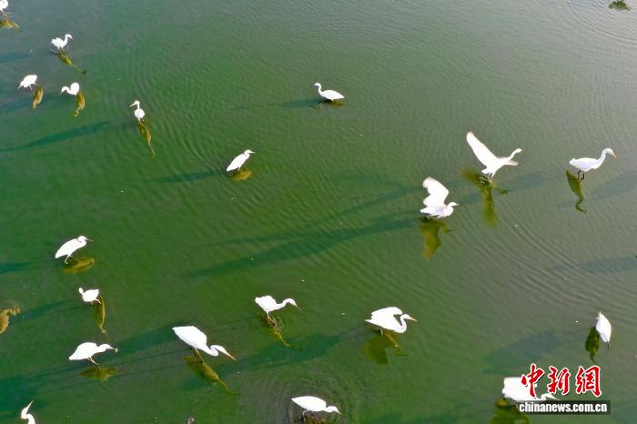 河南三门峡:白鹭水中上演现实版“对影成三人”