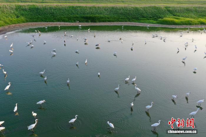 河南三门峡:白鹭水中上演现实版“对影成三人”