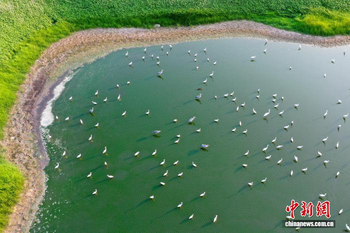 河南三门峡:白鹭水中上演现实版“对影成三人”