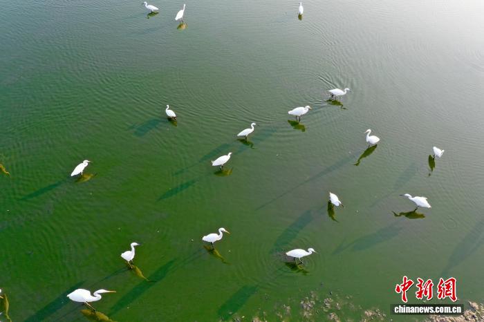 河南三门峡:白鹭水中上演现实版“对影成三人”