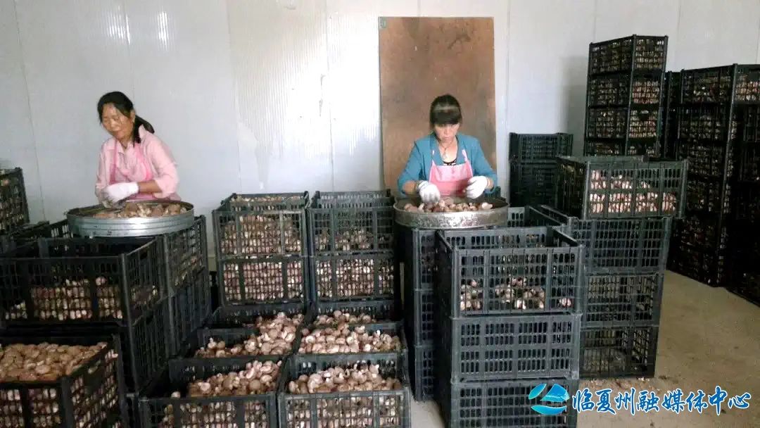 高原夏菇“叩响”国际大门