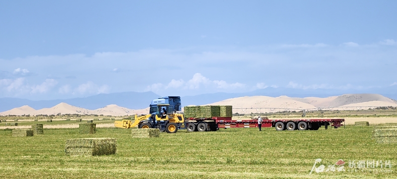 践行“两山”理念 建设美丽新疆丨四万亩荒漠长出“黄金草” mmexport1754813368495