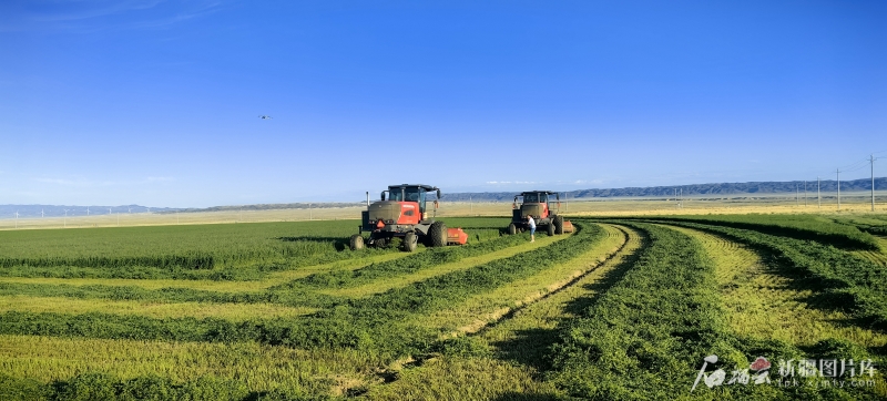 践行“两山”理念 建设美丽新疆丨四万亩荒漠长出“黄金草” mmexport1754813379026