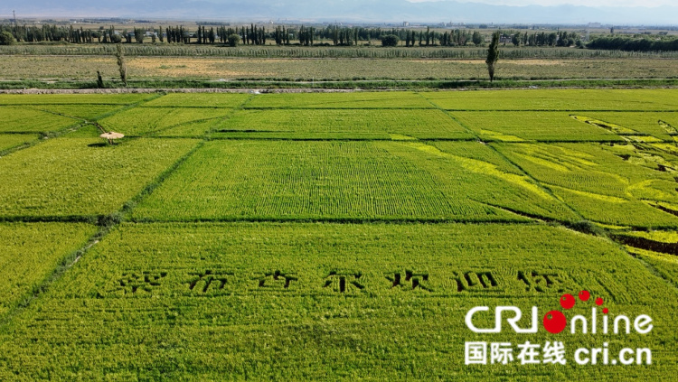 治水兴水看新疆丨稻田上绘就乡村振兴新画卷