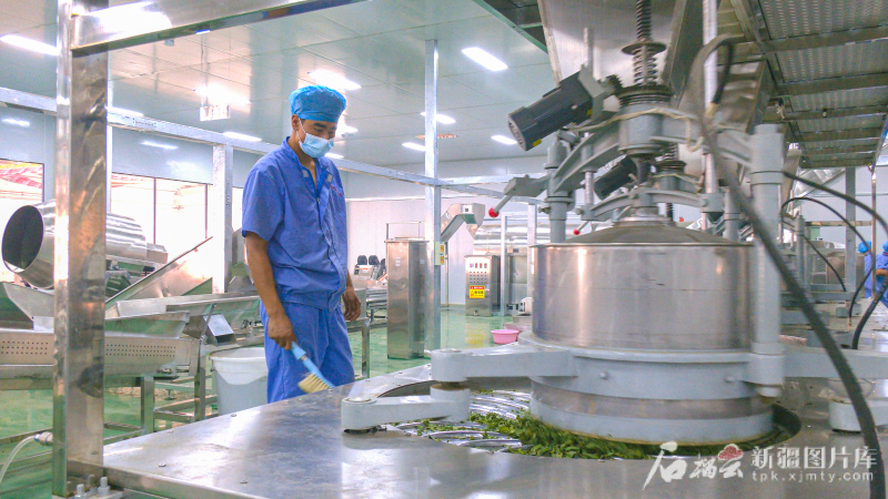 戈壁野草变身“黄金纤维”——尉犁县罗布麻“链”成富民增绿大产业