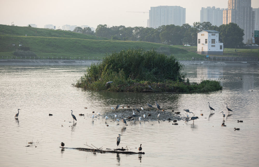 在成都|从晨曦到夜色,感受生态之城的绿色脉搏