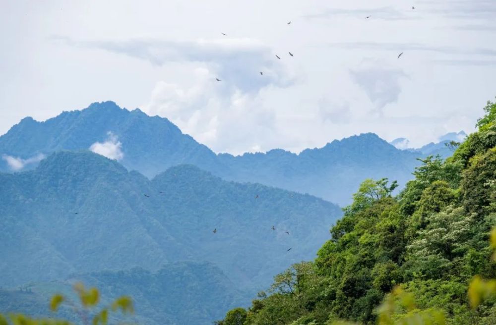 在成都|从晨曦到夜色,感受生态之城的绿色脉搏