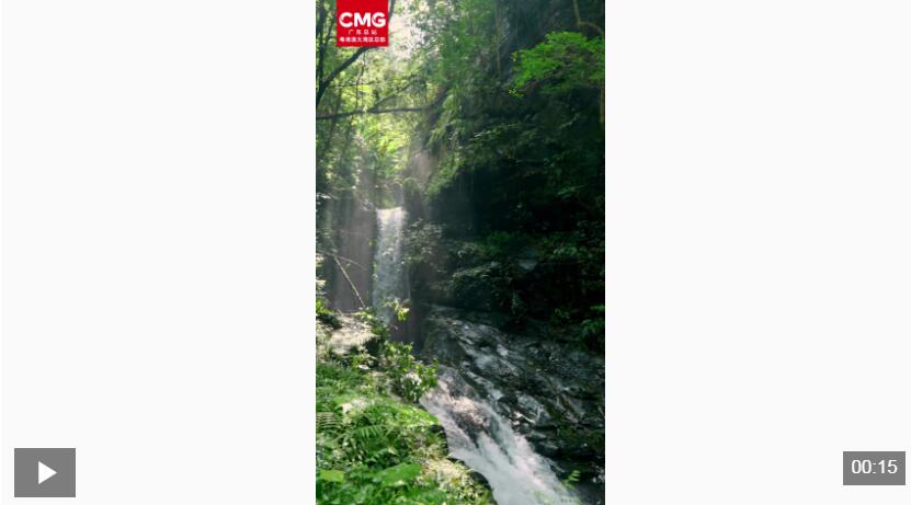 新丰江国家森林公园：橙黄玉凤兰艳丽绽放