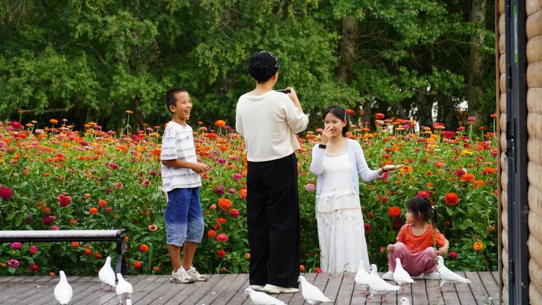 在“中国第一白桦林”，喝一杯特色下午茶，邂逅秋日诗意哈巴河