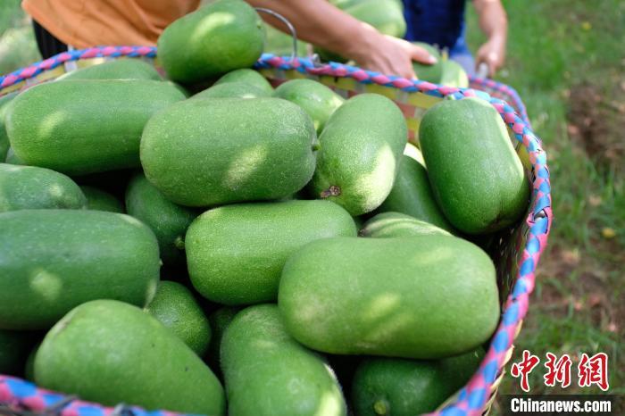 如何健康减脂?不吃主食能减肥吗?医生建议来了