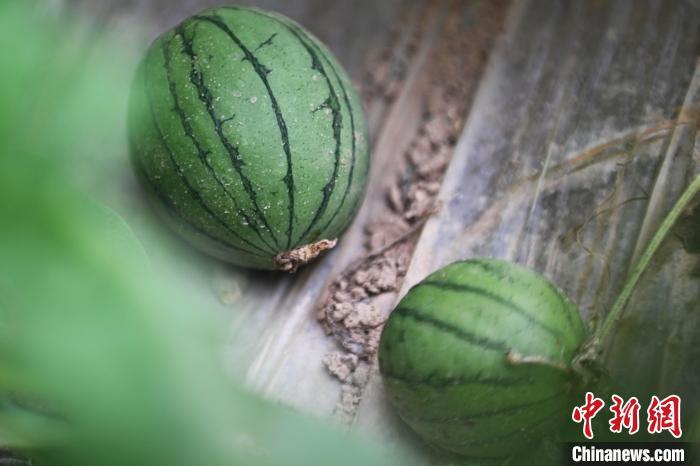 如何健康减脂?不吃主食能减肥吗?医生建议来了