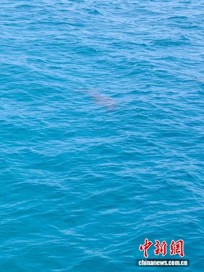 南海永暑礁近岸海域现“美人鱼”儒艮