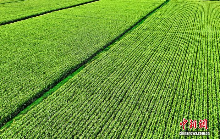 甘肃民勤:科技力量唤醒盐碱地 昔日荒滩成粮仓