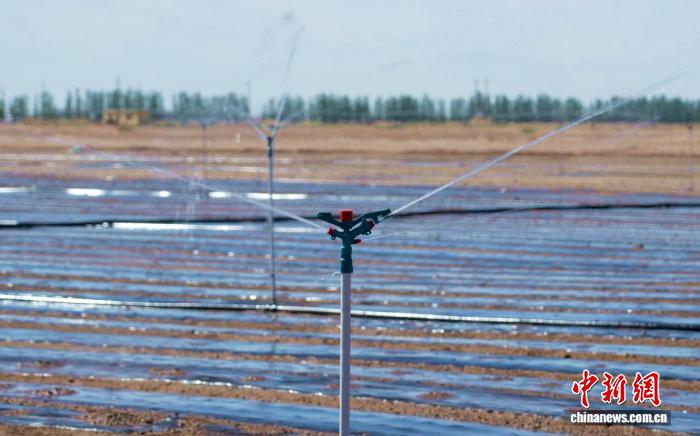 甘肃民勤:科技力量唤醒盐碱地 昔日荒滩成粮仓