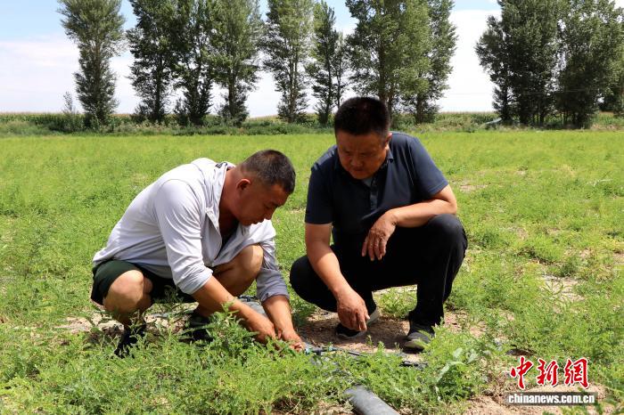 甘肃民勤:科技力量唤醒盐碱地 昔日荒滩成粮仓