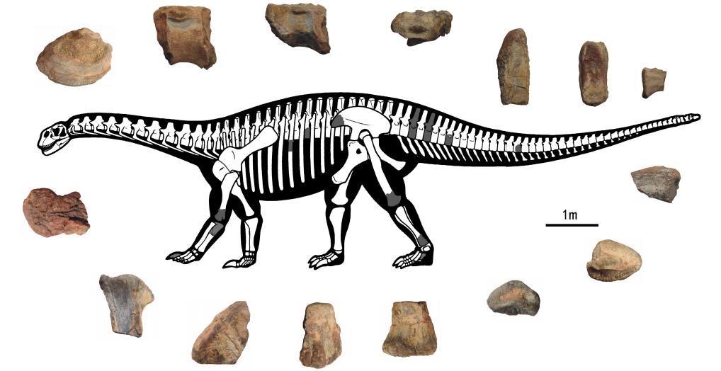 “秦氏花山龙”刷新华南蜥脚类恐龙最早记录