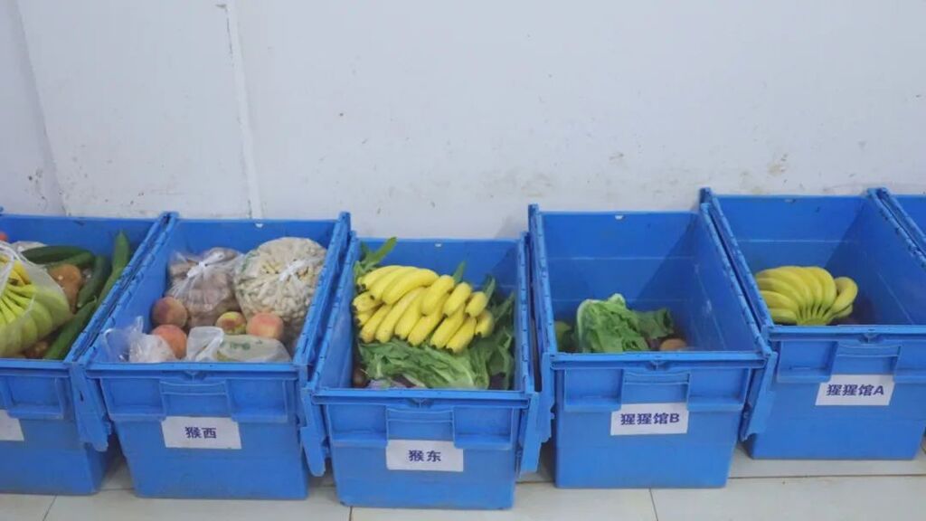 专属食谱、定时送冰……重庆动物园“铲屎官”科学守护萌兽安全