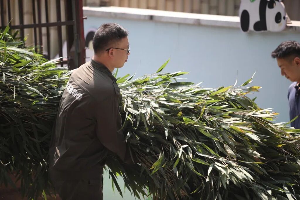 专属食谱、定时送冰……重庆动物园“铲屎官”科学守护萌兽安全