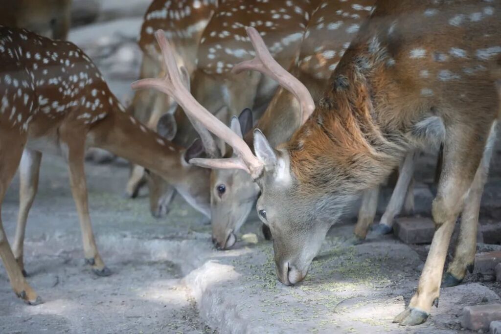 专属食谱、定时送冰……重庆动物园“铲屎官”科学守护萌兽安全
