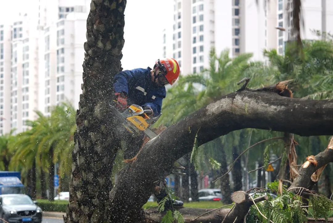 海口支援队在三亚② | 全力以赴清理倒伏树木